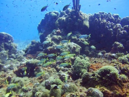 Reef IMG 7396